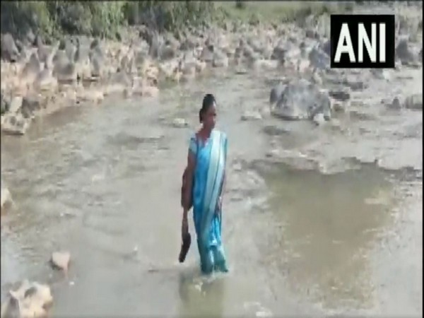 A primary chool teacher crossing the river on foot (Photo/ANI)