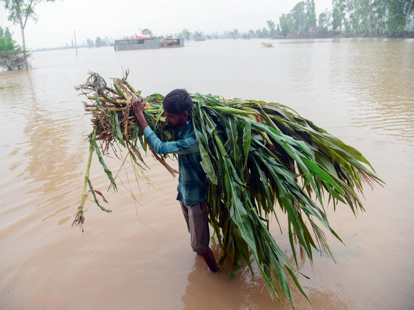 A villager carries a bunch of bamboo plants as he moves to a safer place after flood water enters the houses due to incessant rainfall in Punjab's Jalandhar. (Photo/ANI)