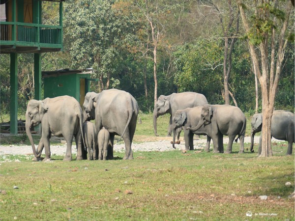 Rapid response units take on the task of mitigating human-elephant conflict in eastern Assam. (Photo/ANI)
