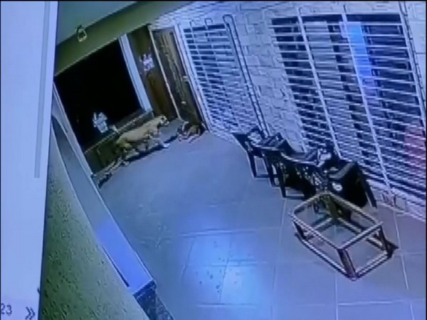 Visuals of leopard entering the compund area of a house caught on CCTV (Photo/ANI)