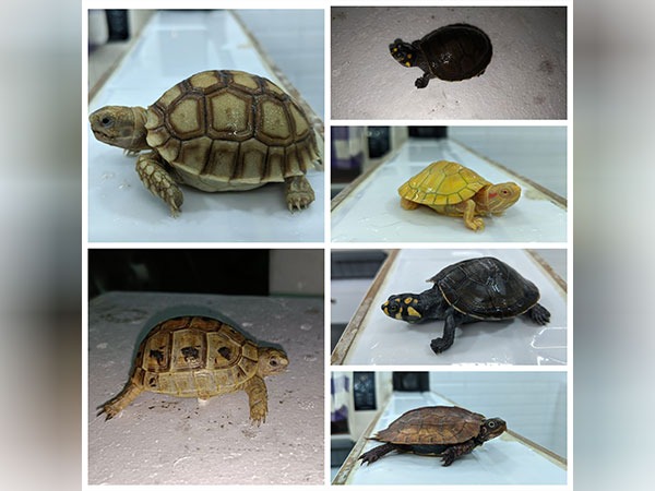 Seized exotic animals (Photo/ANI)