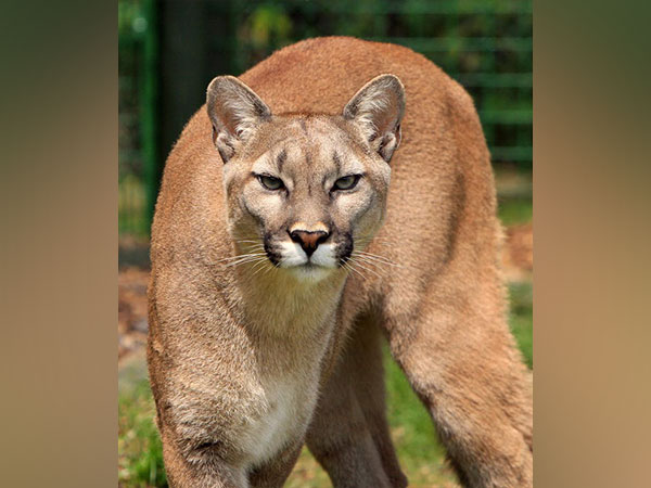 American wild cat (Source: pexels.com)