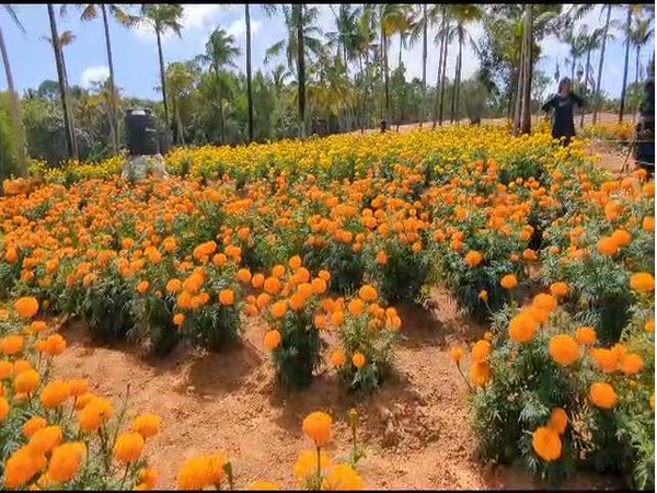 Marigold cultivation in Kattakkada. (Photo/ANI)
