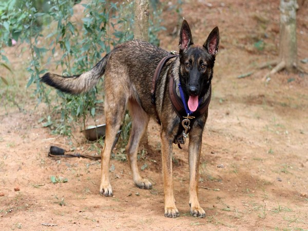 K9 sniffer dog squad of Aaranyak loses one Belgian Malinois (Photo/ANI)