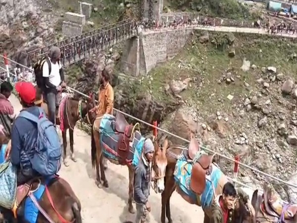 Horses and mules plying on Chardham Yatra route to get better facilities(Photo/ANI)