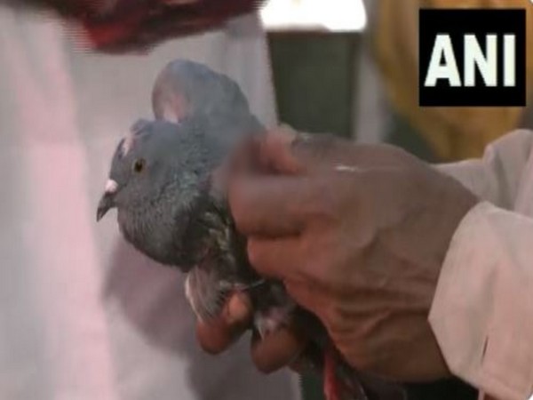 Birds at risk of injuries from Chinese manjha strings (Photo/ANI)