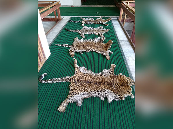 Leopard skin recovered during DRI raid. (Photo/DRI)