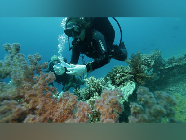 Eilat’s Red Sea coral reefs deteriorating (Source: TPS)