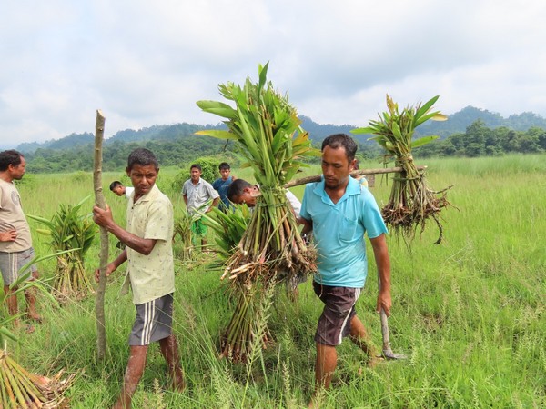 Elephant habitat improvement works by Aaranyak team. (Photo/ANI)