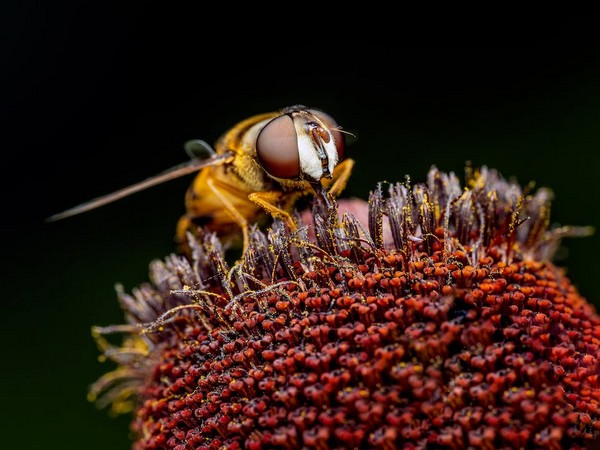 Yellow-legged hornet (Source: pexels.com)