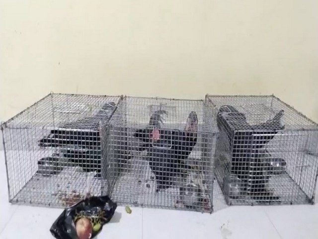 Assam police rescue exotic birds. (Photo/ANI)