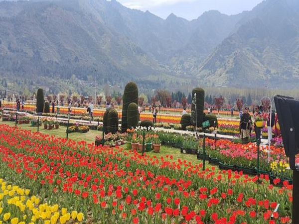 Tulip Garden (Photo/ANI)