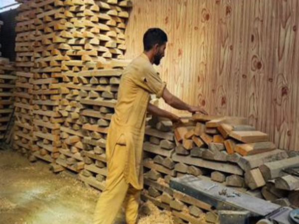 KashmirI willow bats (Photo/ANI)