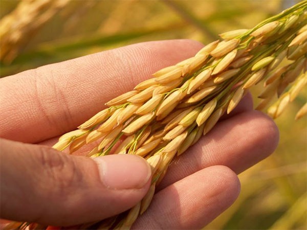 Paddy grains (Representative Image)