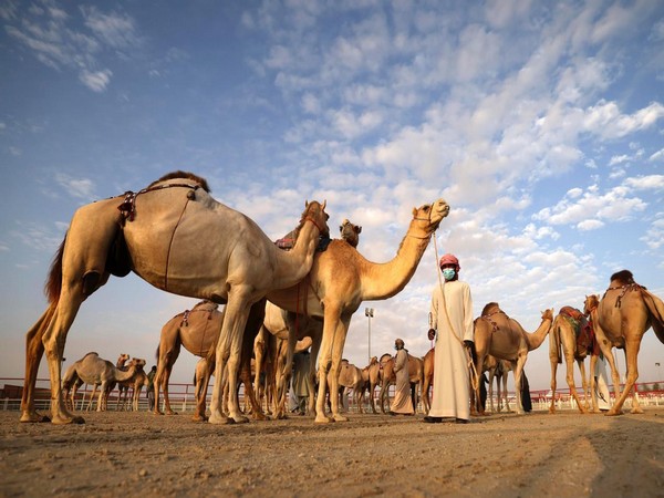 Under UAE President's patronage, Al Dhafra Festival kicks off October 21 (Photo/WAM)