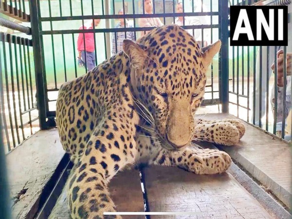 Leopard undergoing treatment in Indore (Photo/ANI)