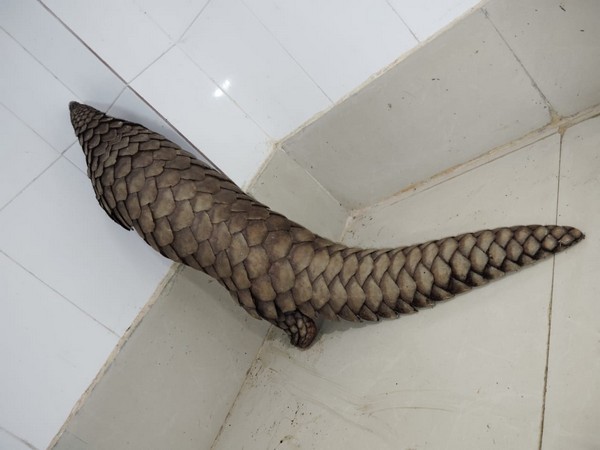 Live pangolin rescued in Odisha. (Photo/ANI)