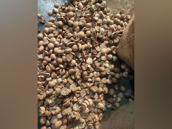 Areca nuts seized at Jawaharlal Nehru Port (Photo/ANI)