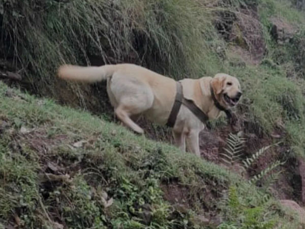 Indian Army dog, Kent who laid down life shielding handler in Rajouri encounter (Photo/ANI)