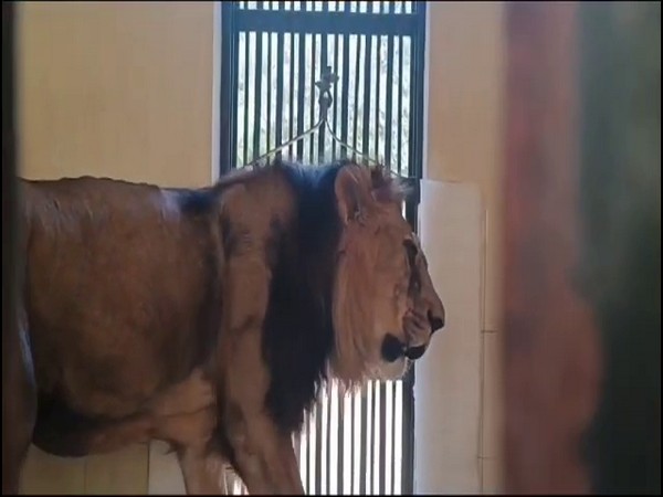 Lion Babbar Sher Riyaz (Photo/ANI)