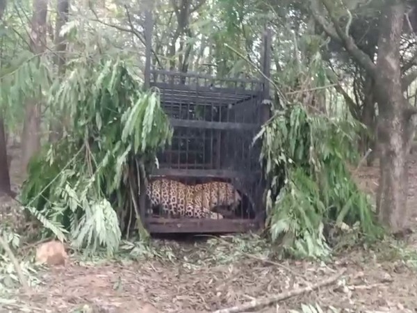 Leopard captured in in Andhra Pradesh's Tirupati (Photo/ANI)