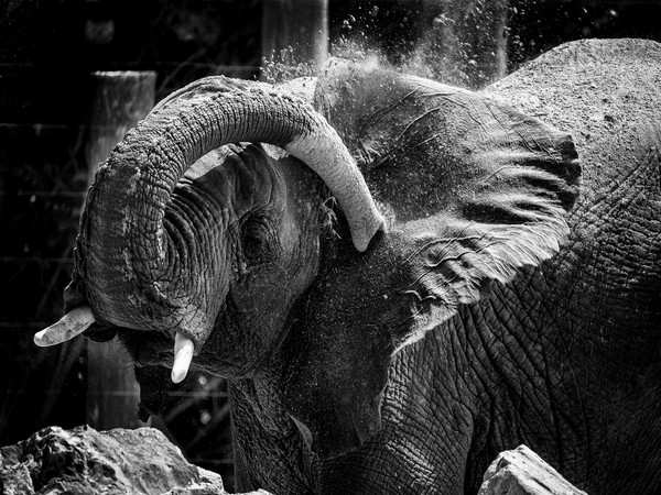 HIPA, Dubai Safari Park frame Dubai's natural wonders (Photo/WAM)