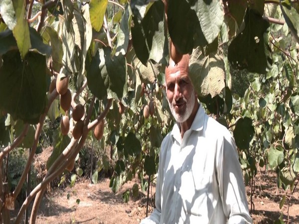 60-year-old Aslam Bhat poses with his Kiwi produce (Image/ANI)