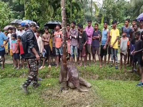 Elephant calf rescued from drain in Assam’s Sonitpur (Photo/ANI)