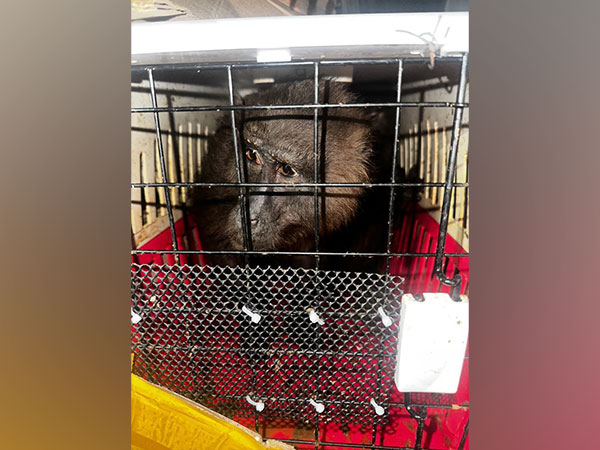 Black Gorilla rescued during a joint operation in Assam's Cachar (Photo/ANI)