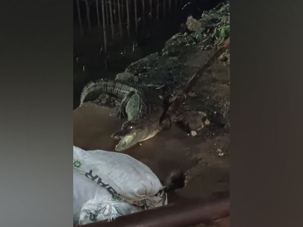 Crocodile sighted in brook near Hyderabad's Chintal Basti area (Photo/ANI)