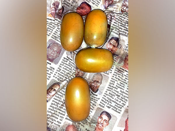 Image of seized gold (Photo/ANI)