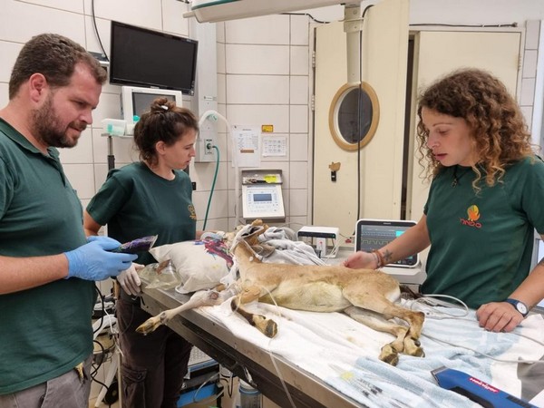 Israeli 3D printing aids injured mountain goat’s return (Photo/TPS)
