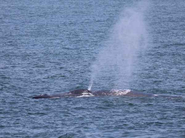 A view of the blue whale sighted off the Calicut coast by the CMFRI team during their survey expedition.