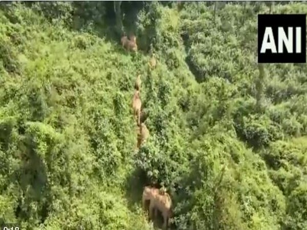 TN forest officials monitor wild elephants in Nilgiris (Photo/ANI)