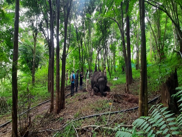 25-year-old female elephant found dead in Mudumalai Tiger Reserve (Photo/ANI)