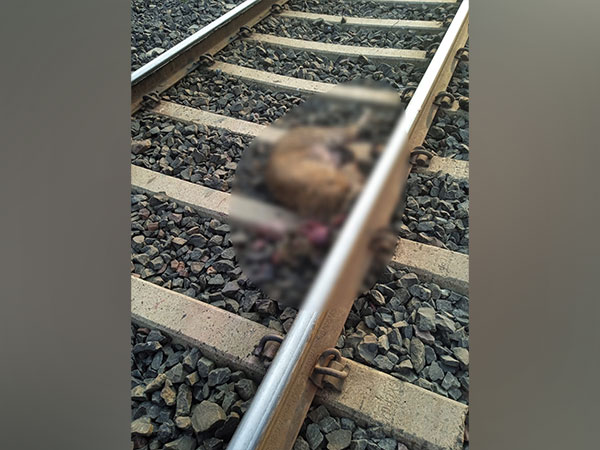 Carcass of female leopard (Photo/forest department)