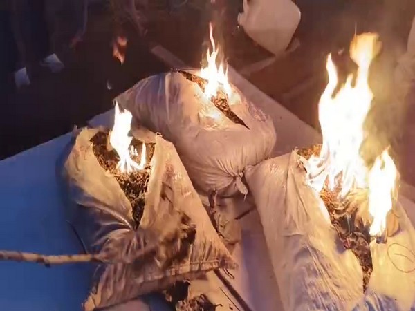 Mulugu Police destroys cannabis (Photo/ANI)