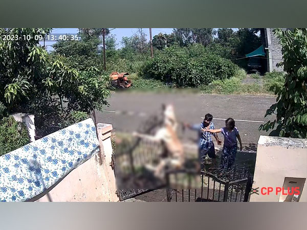 Dog being hanged (snap from the CCTV video)