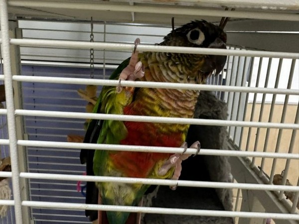 Israel’s ‘Iron Parrot’ awaits reunion with owner (Source: TPS)