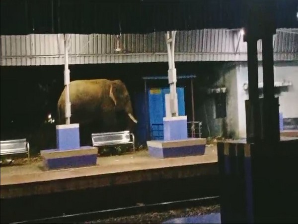 Elephant spotted wandering in Parvathipuram station. (Photo/ANI)