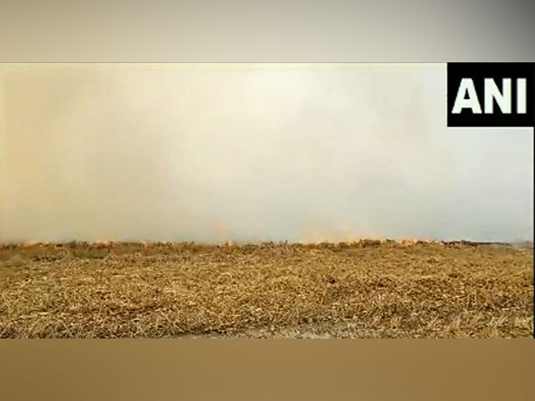 Crop stubble being burned in Mamdot of Firozepur District of Punjab (Image/ANI)
