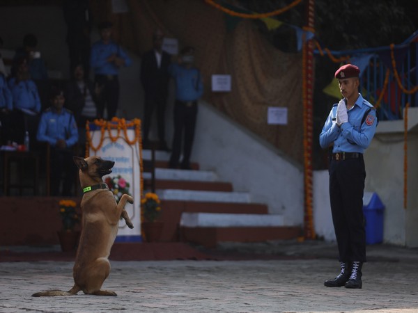 Kukur Tihar: Fiesta of hounds observed in Nepal (Photo/ANI) 
