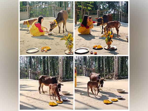 A woman worshipping cows on occassion of Tihar in Assam (Images: ANI) 