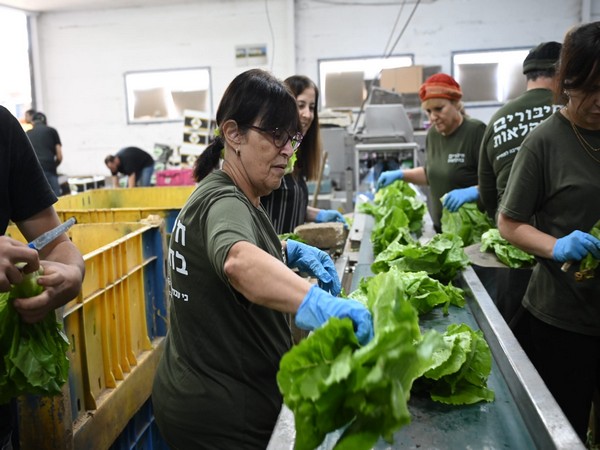 Volunteers package lettuce in Ashkelon (Photo/TPS)