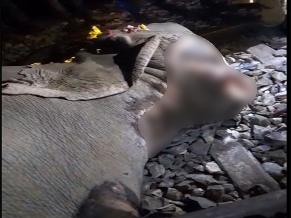 Wild elephant killed in Assam (Photo/ANI) 