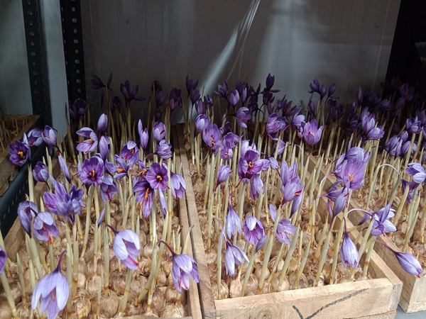 Cultivation of saffron in Chhattisgarh's Raipur (Photo/ANI)