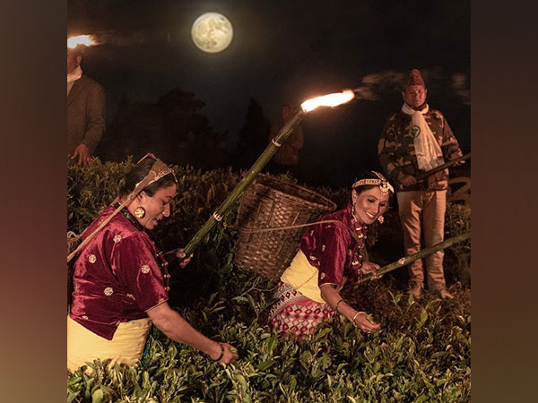 Moonlight Tea Plucking at Okayti