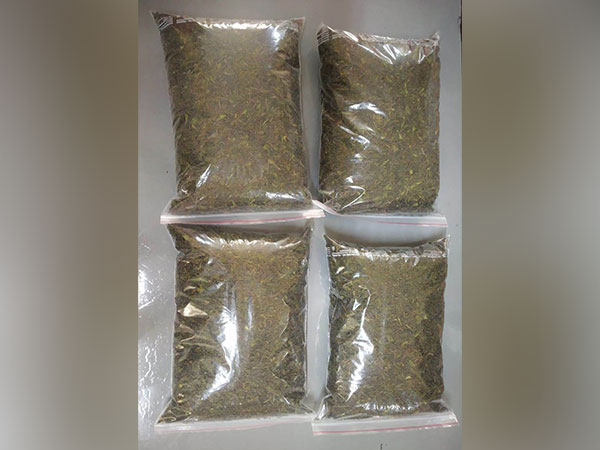 Khat leaves recovered by NCB Mumbai from Yemen national (Photo/ANI) 