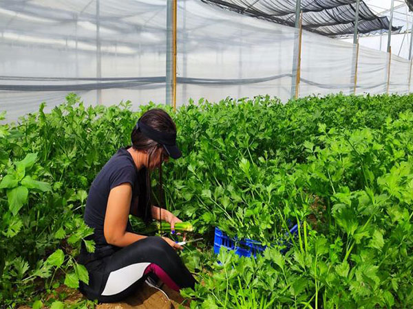 Israeli volunteers help harvest produce (Photo/TPS)