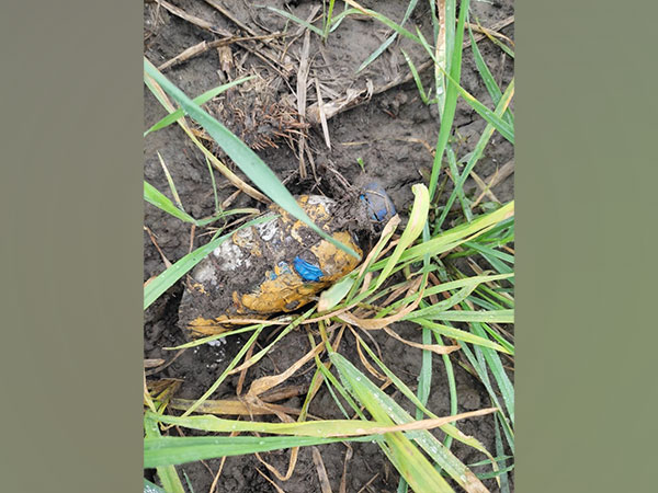 BSF and Punjab Police recover contraband drugs in Tarn Taran. (Photo/ANI)